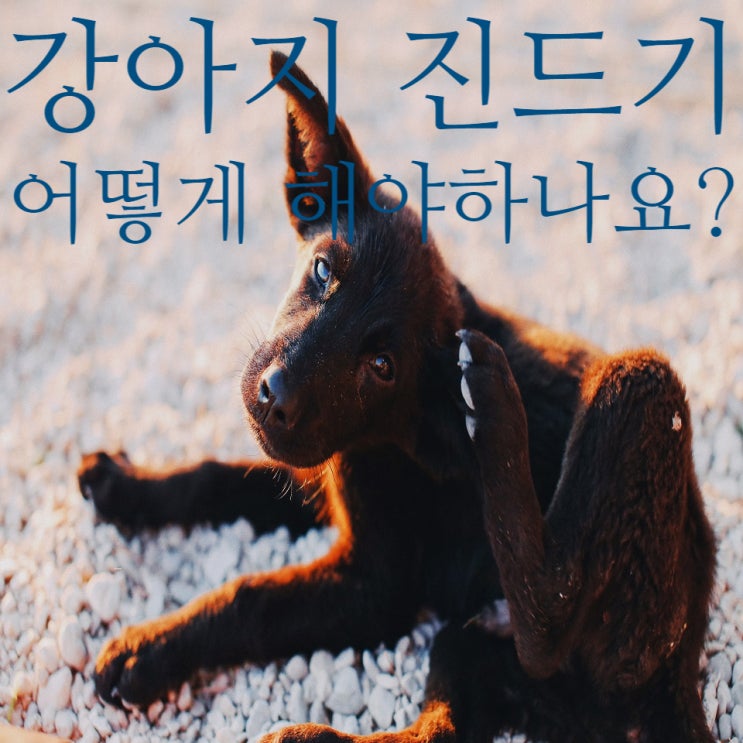  강아지 진드기 물렸을때 어떻게 하죠? 새끼강아지 목욕하며 발견!