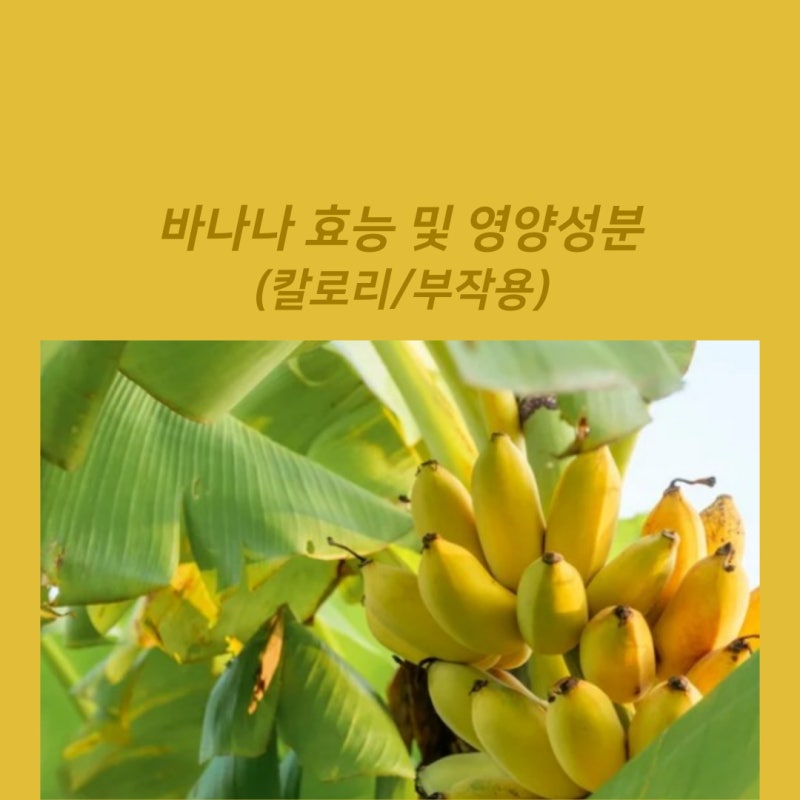 탄수화물 바나나 칼로리 바나나 영양학적 이점과 부작용