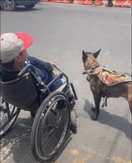 '사지마비' 주인 휠체어 민 반려견…전 세계 '감동' [영상]