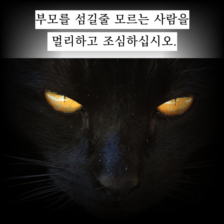  좋은 짧은 추천 외국시 모음: 헤르만 헤세 시" 어머니의 꿈",오늘의 짧은 인생 감동 명언 모음 365,웃긴 말풍선짤.동물밈