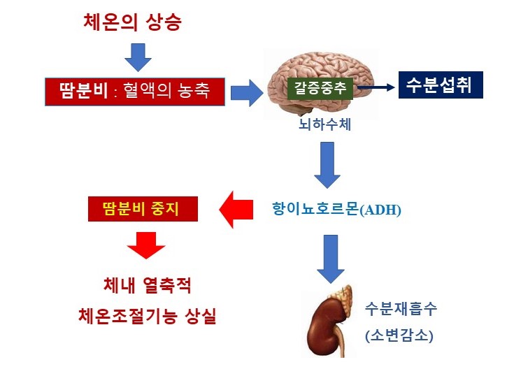  운동 전, 운동 중 수분섭취, 물섭취와 스포츠음료(드링크)섭취의 차이에 대해서