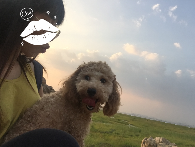  많은 반려견과 산다는 것, 배변처리와 배변 훈련
