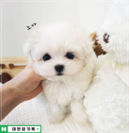  청주애견분양 이곳을 선택했어요