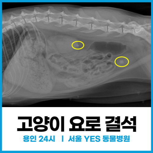  [외과] 용인 고양이 요로결석 치료 사례 (요관결석, 방광결석) (feat. 용인 분당 24시 외과 전문 동물병원)