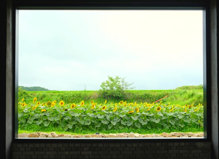  인스타에서 핫한 해바라기 카페  Road 100