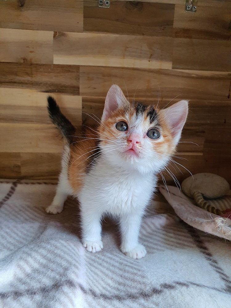길냥이 아롱이 구조, 1