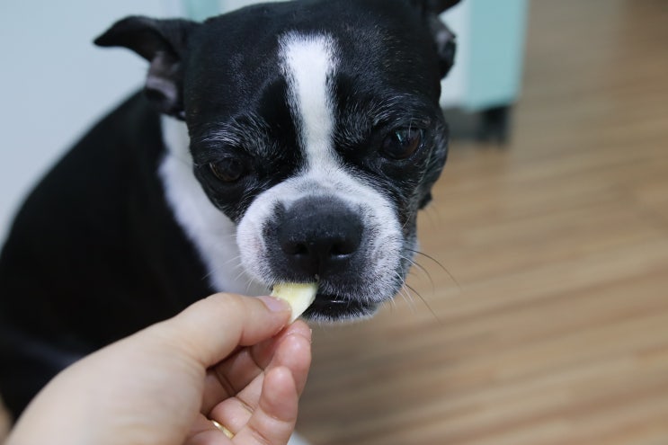 강아지 바나나 먹을수 있는 과일 / 효능 바나나 보관법