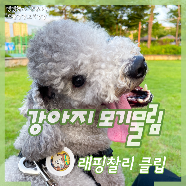  강아지 모기물림 방지 래핑찰리 클립 사용 후기