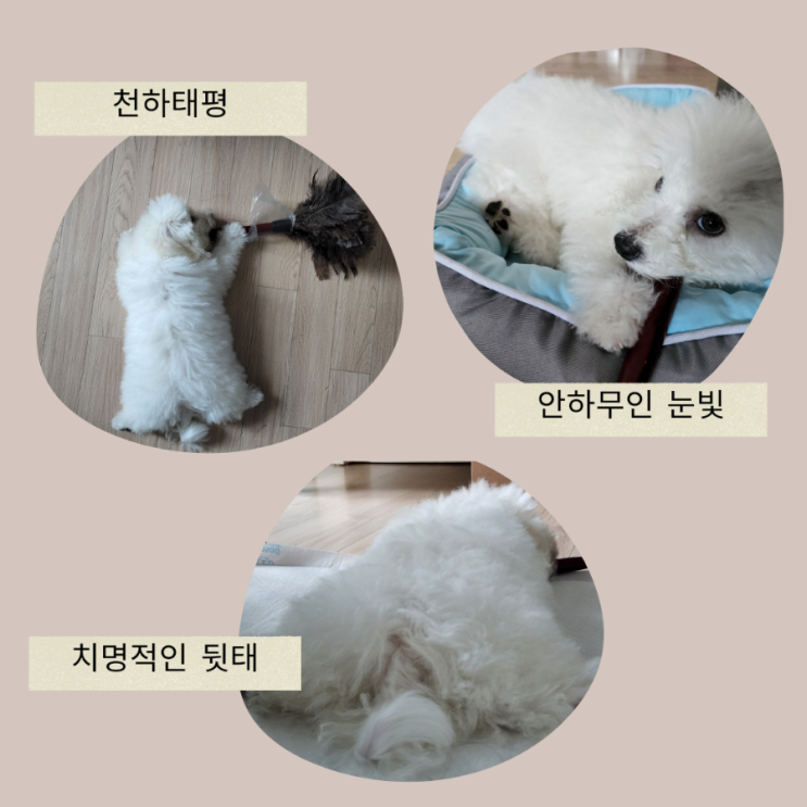  8월 둘째주 주간일기 잘 커가는 솜이와 나의 일상