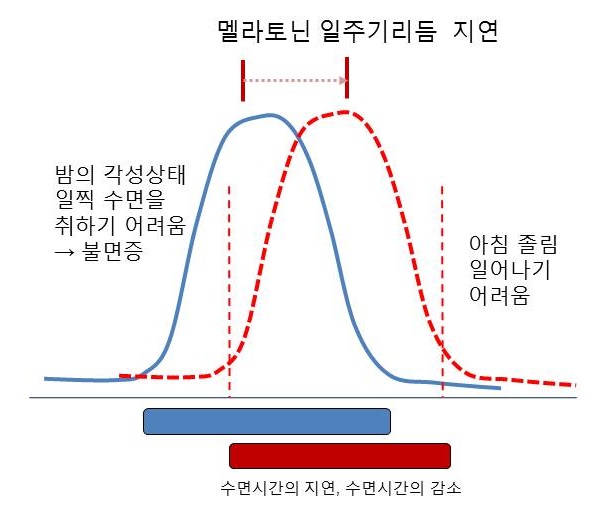 수면이상과 호르몬(렙틴, 코티졸, 멜라토닌)의 분비리듬, 그리고 야식증후군