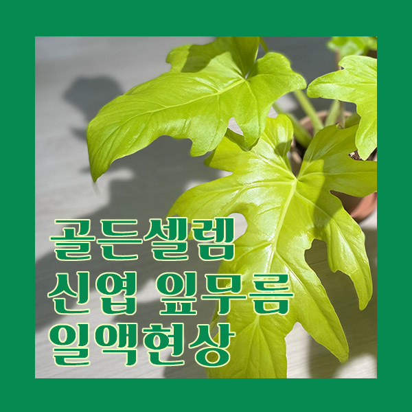  필로덴드론 골든 셀렘 한 달간 성장일기! 신엽과 잎무름, 일액현상