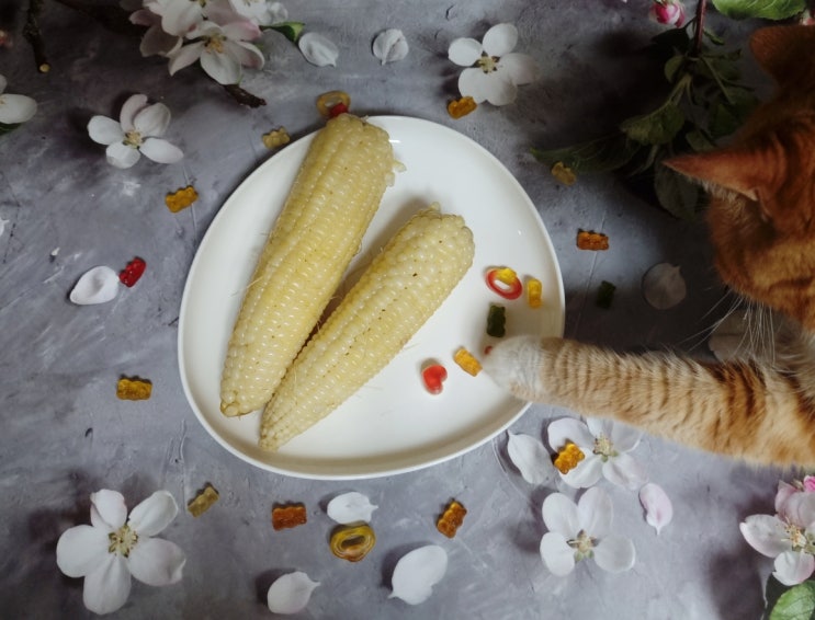  고양이 옥수수 간식 으로 먹어도 될까? 찐옥수수 효능과 주의사항