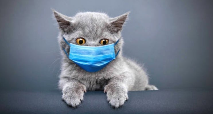 고양이 전염성 장염과(FIE)과 파보 바이러스, 원인 및 증상 백신