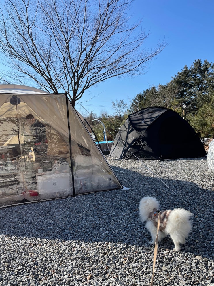 [포천 캠핑장] 반려견동반 캠핑 몬테비얀코 캠핑장 강아지랑 크리스마스 캠핑