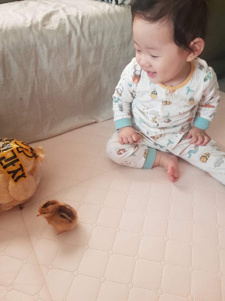  아기와 병아리(2022.05.02.)