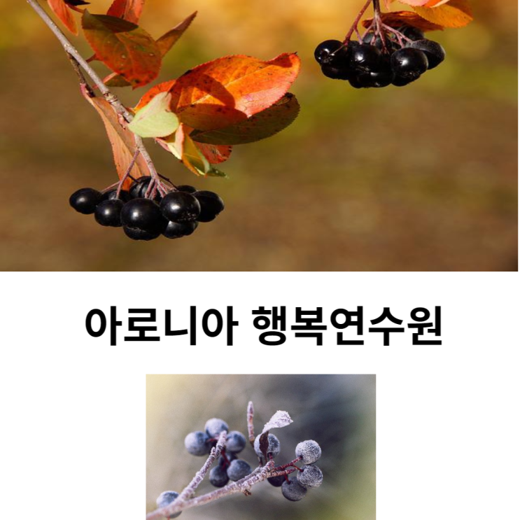  평택 아로니아농장 행복연수원 추천