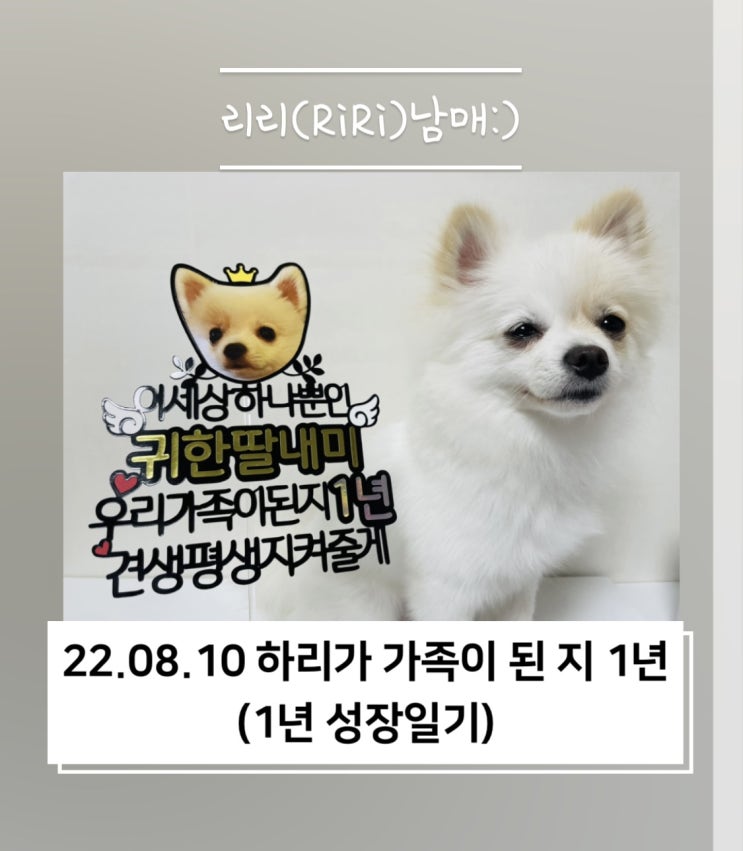  하리가 가족이 된 지 1년 강아지성장일기