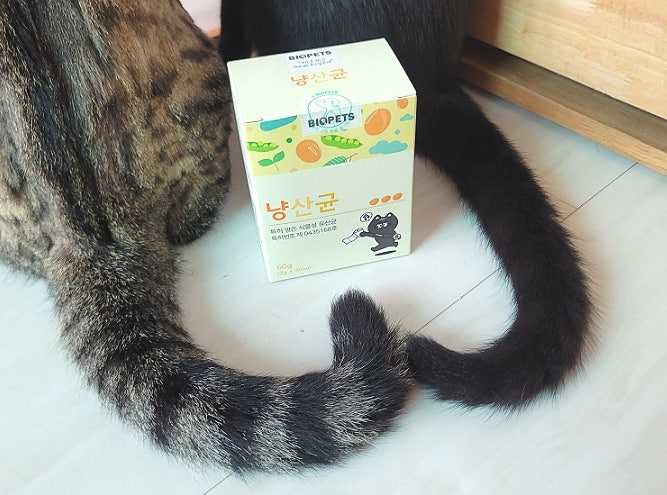 고양이 면역력에 도움을 주는 유산균, 고양이 유산균 냥산균