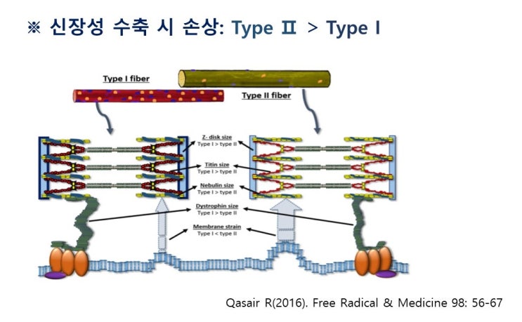  신장성수축, 속근과 지근섬유 미세구조와 단백질 특성의 차이로 인한 근손상과 근비대 반응의 차이