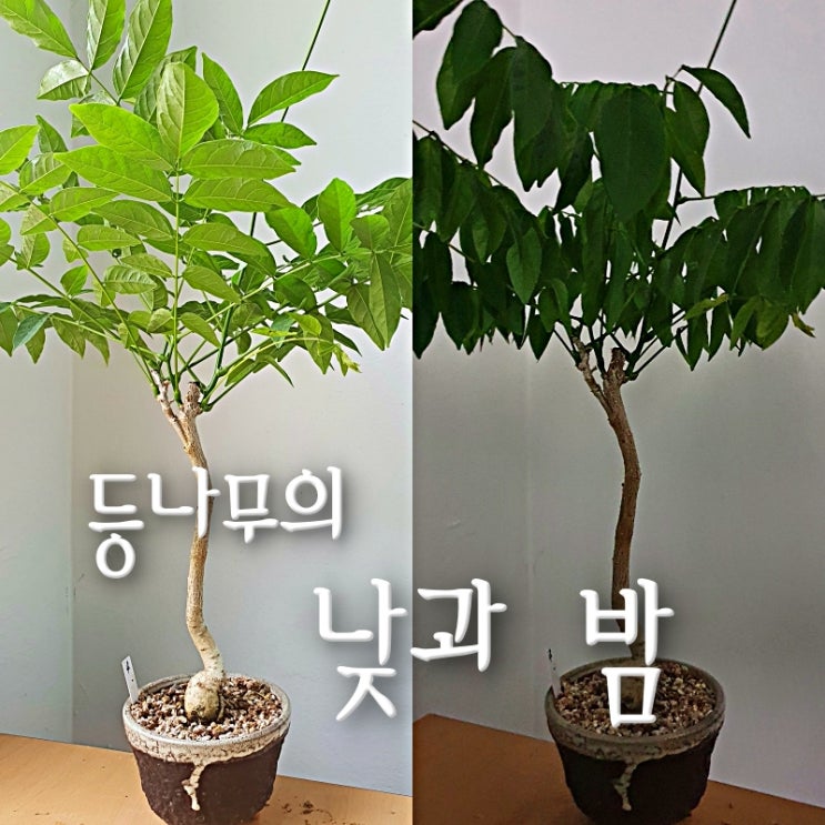  저녁에 등나무 잎이 축 처지는 이유는?
