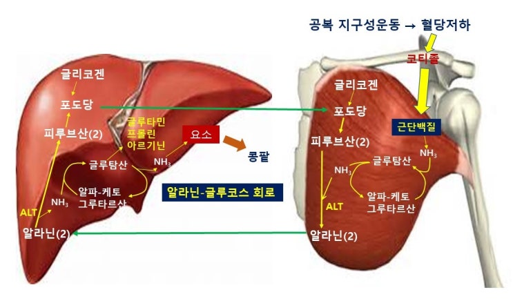  오래달리기와 근손실, 알라닌 글루코스 회로(alanine, glucose cycle), 당신생(gluconeogenesis)