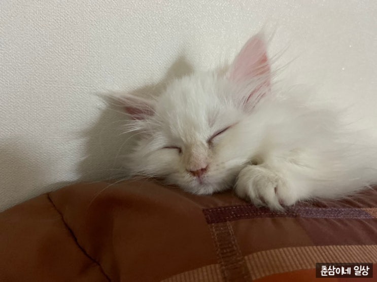  고양이 허피스 고양이 요로결석 사료 추천(힐스유리너리, 로열캐닌 유리너리)