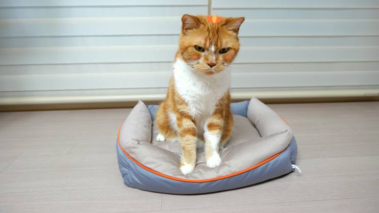  고양이 방석 사계절용 잠자리가 편했던 반려동물 침대 요기쏘