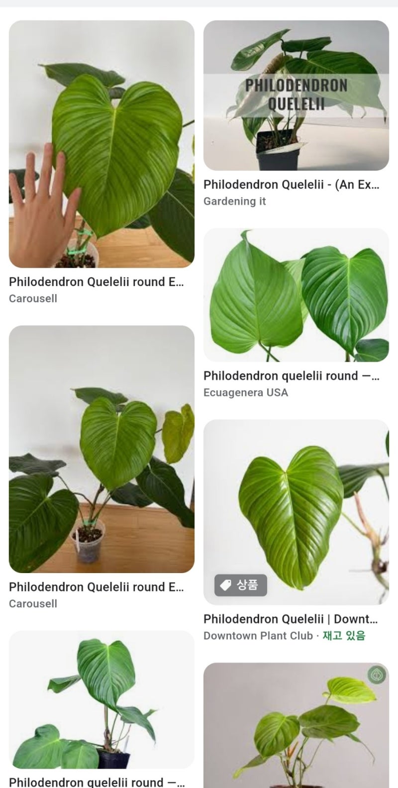 philodendron quelelii   :