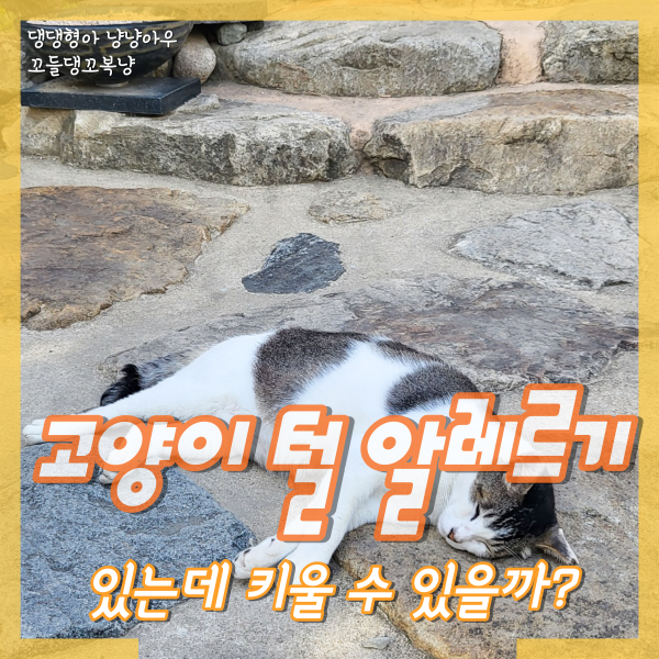  고양이 털 알레르기 키우고 싶은데 방법이 없을까?