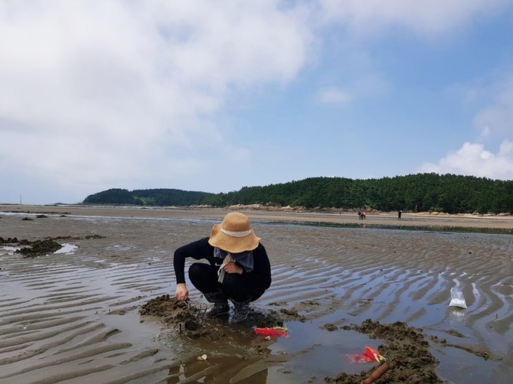 충남 서천 여행/월하성 갯벌 체험 동죽 캐기/조개 해감하는 방법