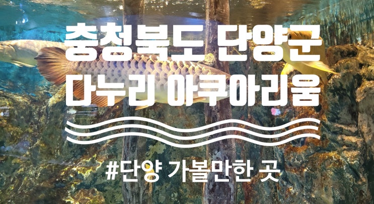  단양 가볼만한곳 다누리 아쿠아리움 & 구경시장 아이와 함께 방문기