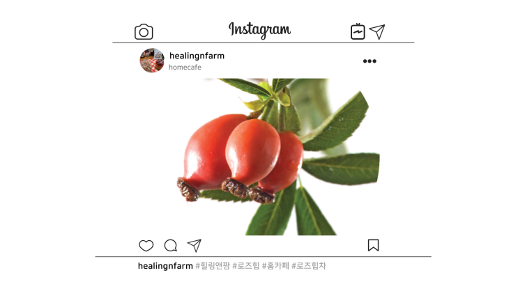  [티백차]힐링앤팜 식욕을 돋우는 들장미 열매, 로즈힙티에 대해 알아보기~!