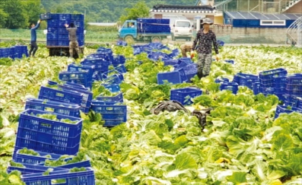뿌리 썩고 물러터져…"팔 물건이 없다" 대형마트 초비상 뿌리 썩고 물러터져…"팔 물건이 없다" 대형마트 초비상