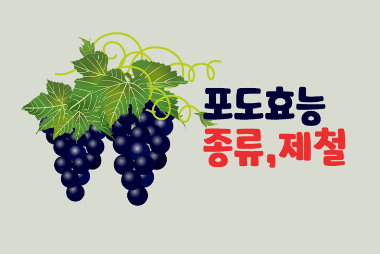  8월 제철과일 포도효능 종류 포도철