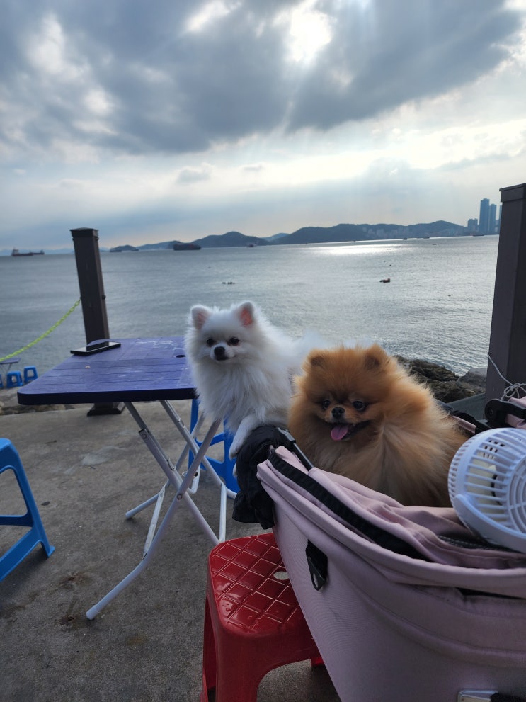  인스타에서 핫하다는 영도해녀촌 내돈내산 찐후기