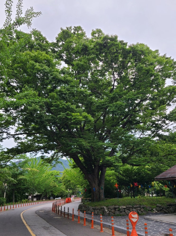 무주 여행, 무주 설천면 덕유마을 느티나무(보호수)