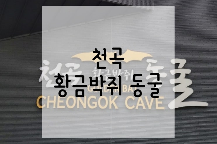  강원도 동해시 천곡 황금박쥐동굴 천곡천연동굴