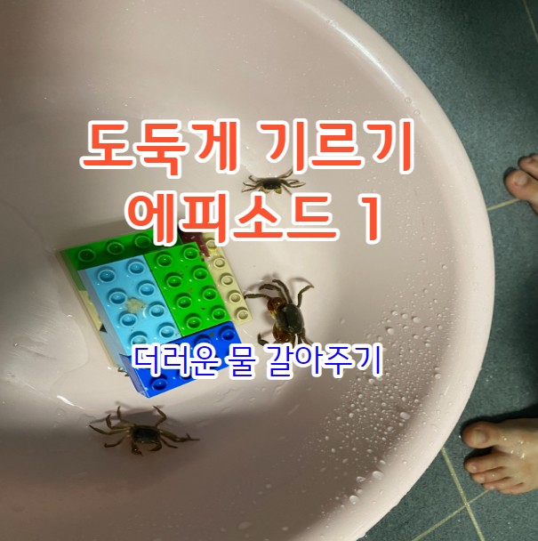 도둑게 기르는 방법 - 더러워진 물 갈아주기
