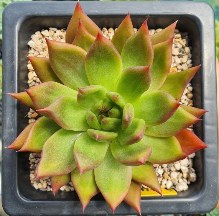  홍상생술,홍상생산, 상생산