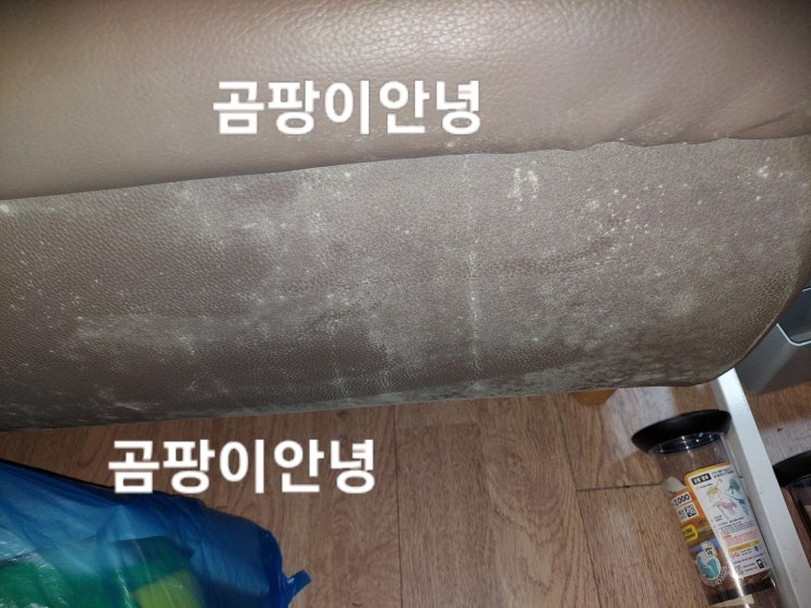  샤오미제습기 곰팡이제거젤 좀벌레퇴치법 습기 결로 곰팡이 옷곰팡이제거 가능할까?