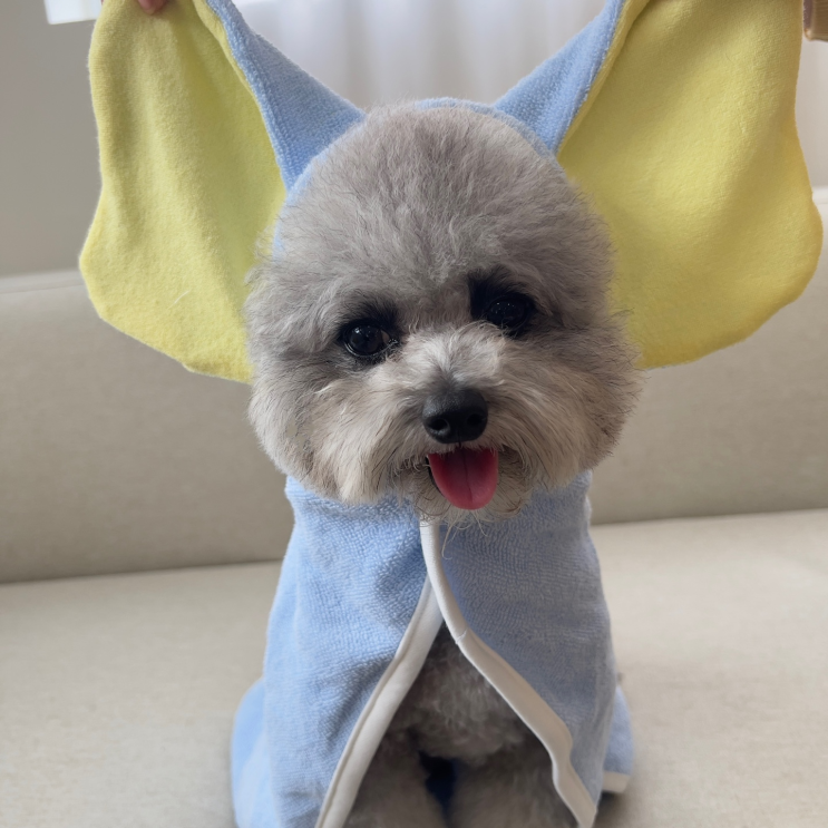  강아지 타월 만족했던 수건 추천해요 :)