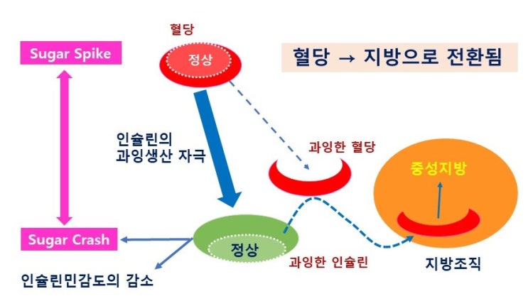  혈당조절과 인슐린(insulin), 인슐린저항성(insulin resistance), 고인슐린혈증(hyperinsulinemia)과 당뇨병