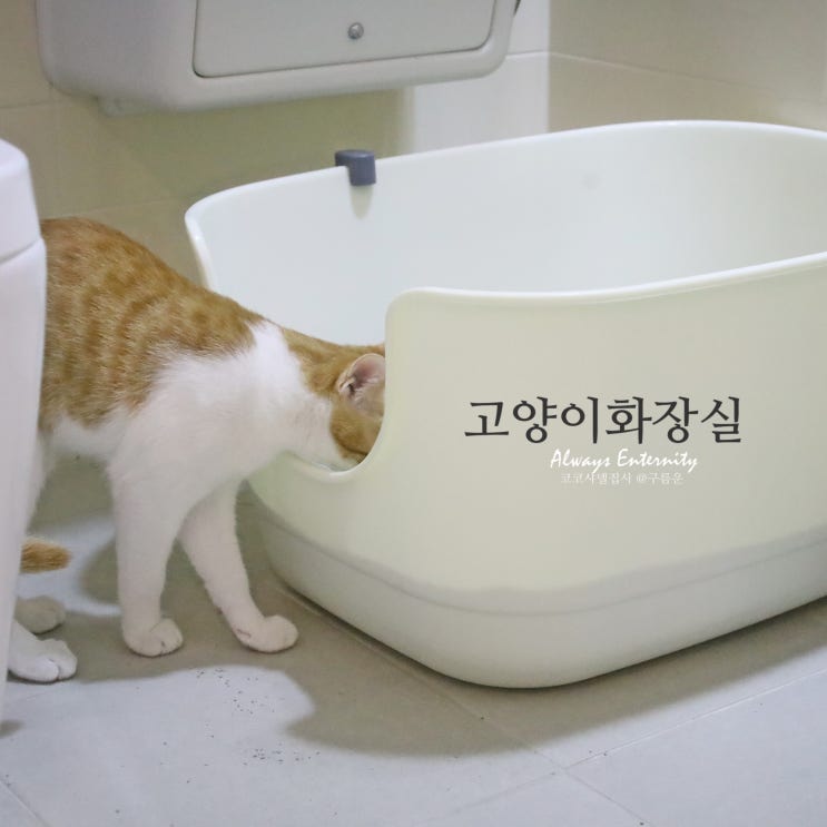 대형 고양이 화장실, 푸르미 벤티 캣 토일렛!