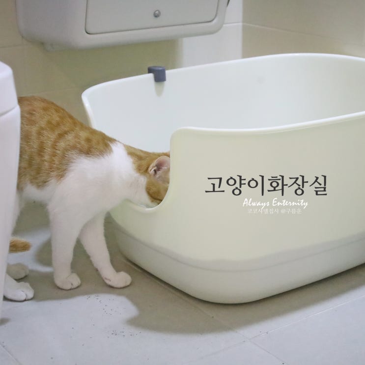  대형 고양이 화장실, 푸르미 벤티 캣 토일렛!
