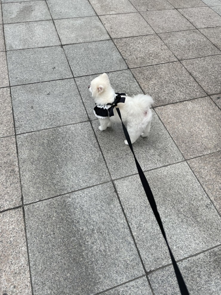 목동 강아지 산책 공원 추천/오목공원/파리공원/애견하네스/예쁜하네스추천/애견목줄/포메라니안/포메/포메성격/화이트포메