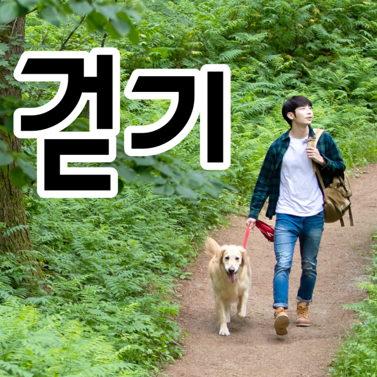  만보 걷기 운동 칼로리 소모량, 매일 평균 10000보 걷습니다