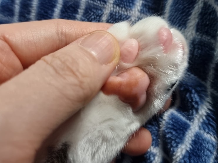  고양이 핑크 젤리의 유혹 feat.전화일본어 2개월째 수강 및 근황 : 길출신집냥이