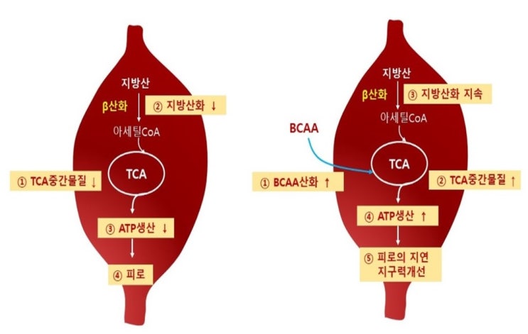  곁가지아미노산(BCAA) 보충제 효과와 지구력운동, 중추성피로