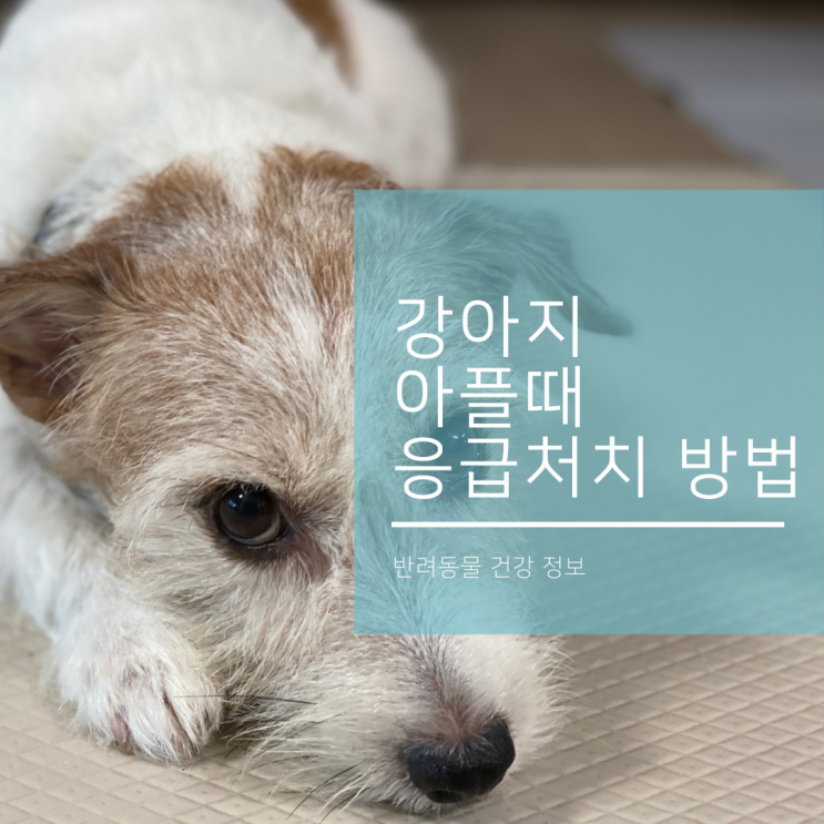  강아지 발톱피나 상처 열사병과 화상 등  응급처치가 필요할 때!
