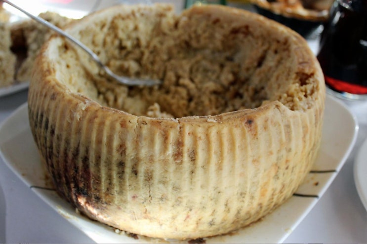  세상에서 가장 위험한 치즈! 카수 마르주(Casu marzu) 치즈